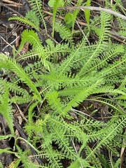 Achillea millefolium