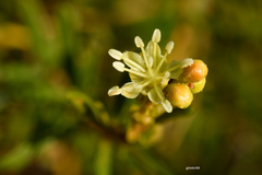 Croton cuchillae-nigrae