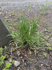 Bromus inermis