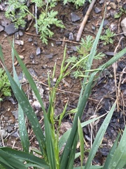 Bromus inermis