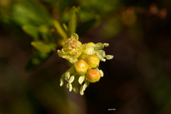 Croton cuchillae-nigrae