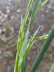 Bromus inermis