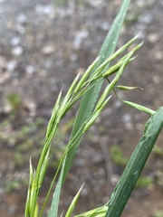 Bromus inermis