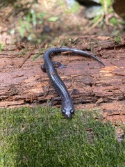 Plethodon montanus