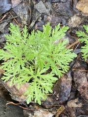 Artemisia sieversiana