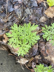 Artemisia sieversiana