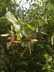 Rhododendron viscosum