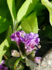 Glechoma hederacea