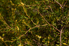 Croton cuchillae-nigrae