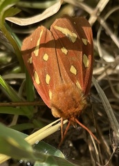 Arctia testudinaria