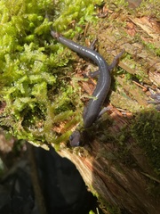 Plethodon montanus