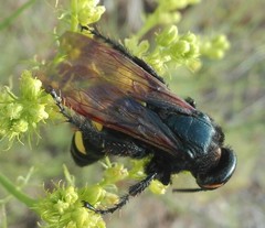 Megascolia maculata flavifrons