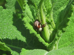 Sternuchopsis karelinii
