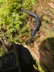Plethodon montanus