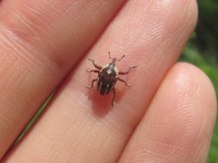 Sternuchopsis karelinii