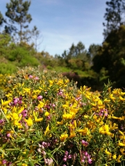 Genista triacanthos