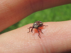 Sternuchopsis karelinii