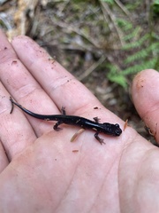 Plethodon montanus
