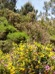 Genista triacanthos