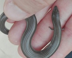 Chalcides striatus