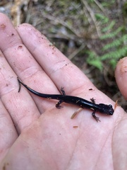 Plethodon montanus