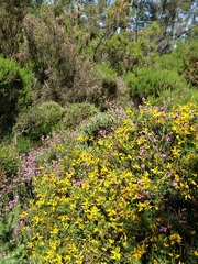 Genista triacanthos