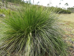 Muhlenbergia macroura