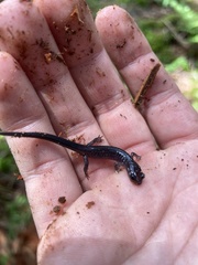 Plethodon montanus
