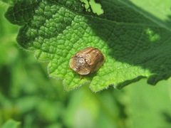 Hypocassida subferruginea