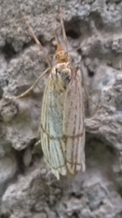 Chrysocrambus linetella