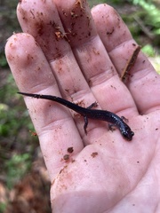 Plethodon montanus