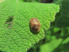 Hypocassida subferruginea