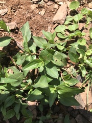 Stellaria pubera