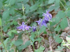 Aquilegia dumeticola