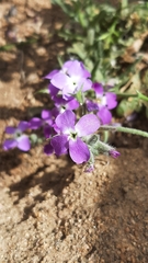 Matthiola tricuspidata