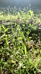 Bromus tectorum