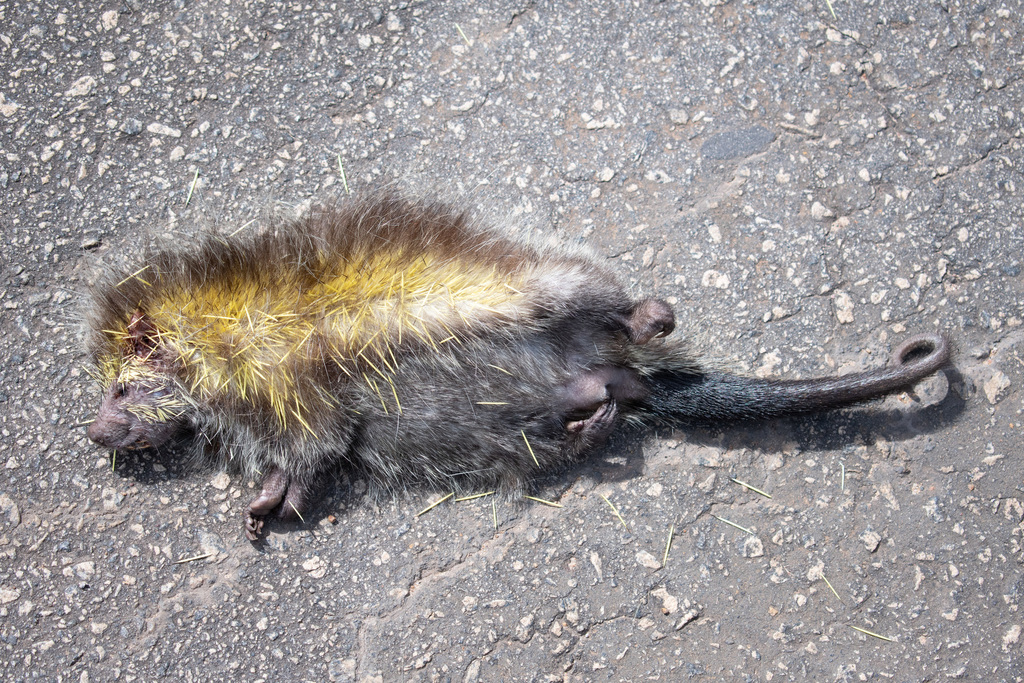 Black-tailed Hairy Dwarf Porcupine