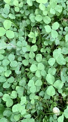 Trifolium repens