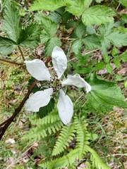 Rubus argutus