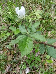 Rubus argutus
