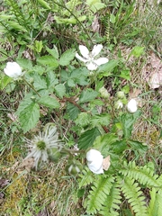 Rubus argutus