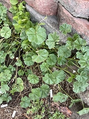Malva neglecta