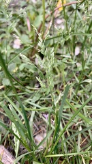 Poa