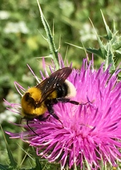 Bombus argillaceus