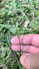 Poa