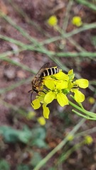 Halictus fulvipes