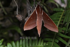 Theretra pallicosta