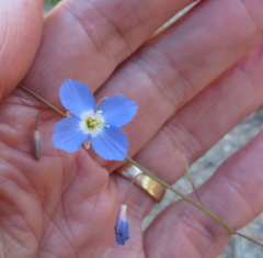 Heliophila lactea