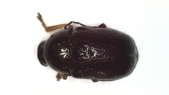 Cryptocephalus bameuli