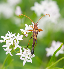 Strangalia virilis